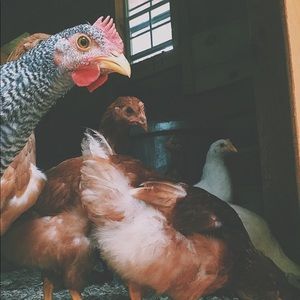 Meet your Posher, Lauren